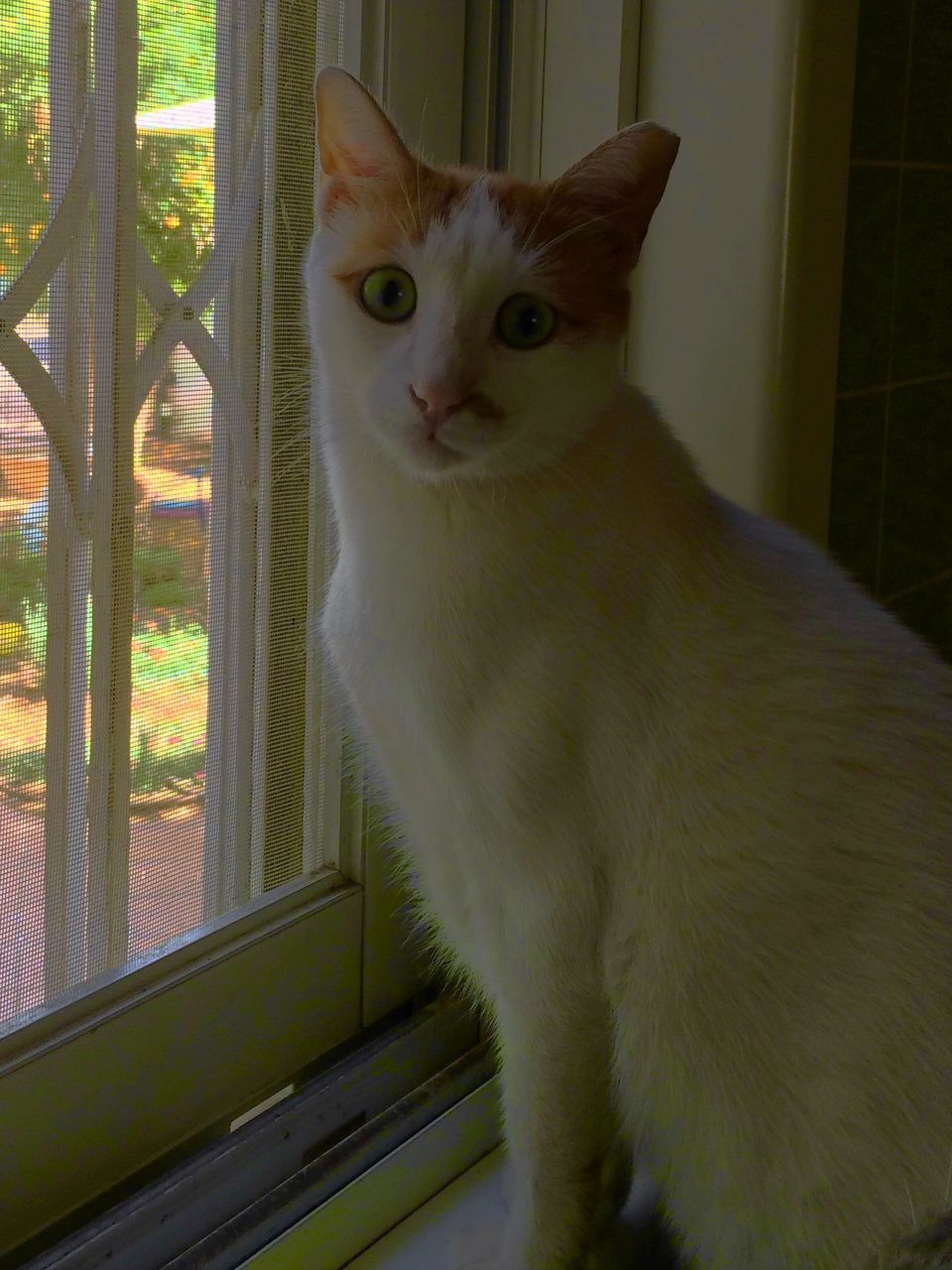 domestic cat, cat, pets, feline, domestic animals, one animal, animal themes, mammal, indoors, whisker, portrait, looking at camera, staring, sitting, alertness, home interior, relaxation, front view, no people