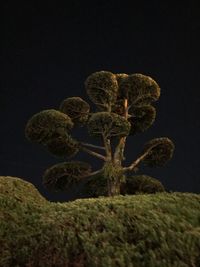 Close-up of succulent plant against black background