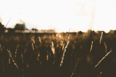 Close-up of stalks in field against sky