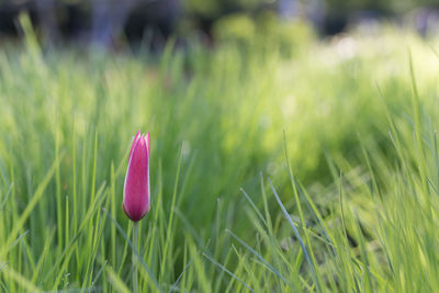 Close-up of pink crocus flower on field