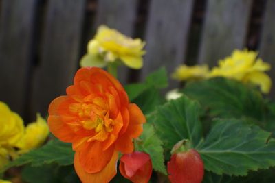 Close-up of red flowers blooming in garden