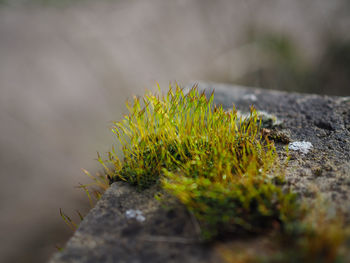 Close-up of moss growing on rock