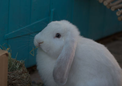 Close-up of white rabbit