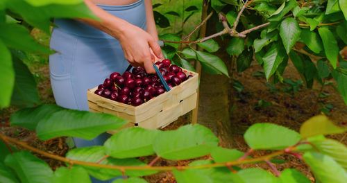 Midsection of woman picking apples