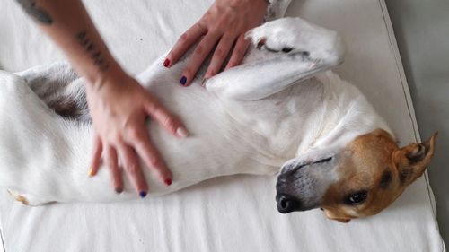 High angle view of dog lying on floor