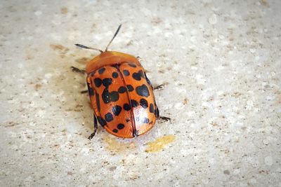 Close-up of insect