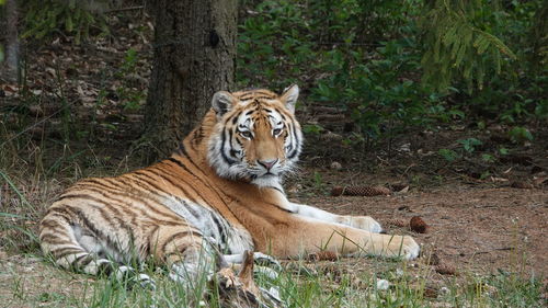 Cat resting in a forest