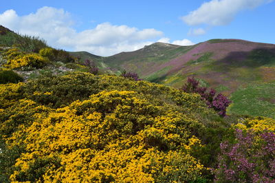 Celleros peak 1862 masl in the central area of the cantabric range. the scenery is full of colour.