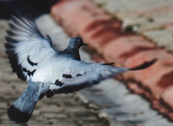 Close-up of pigeon perching