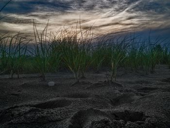 Close-up of wheat field against sky