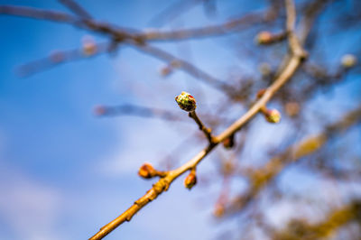 Low angle view of flowering plant on branch against sky