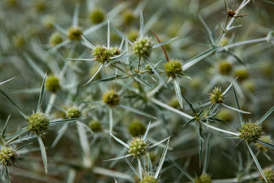 Close-up of flowering plant