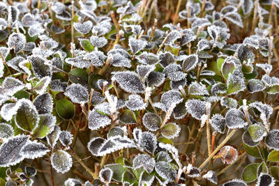 Close-up of snow on plant during winter