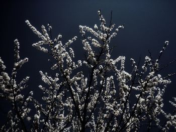 Low angle view of flowering plant against sky