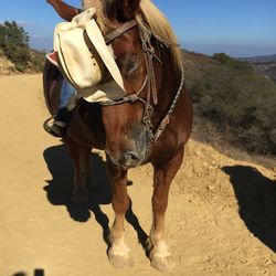 Horse on sand