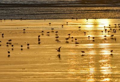 Birds in flight