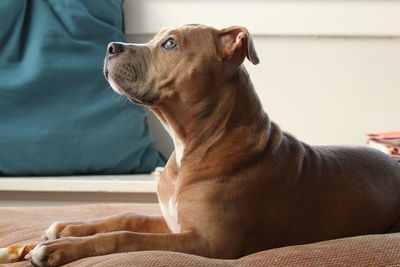 Puppy looking up whilst laying on couch