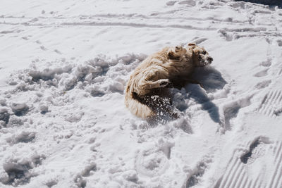 High angle view of dog lying on snow covered field