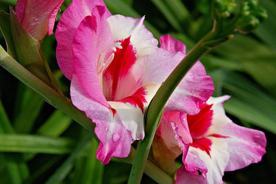 Close-up of pink flowering plant