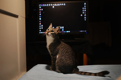 Cat sitting on table at home