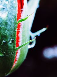 Close-up of red flower