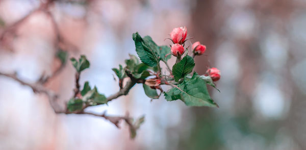 Close-up of red flowering plant