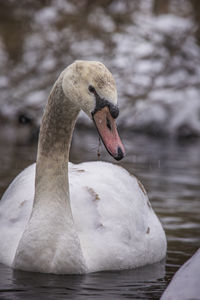 Close-up of swan swimming in lake in winter