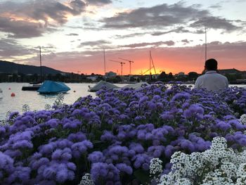 View of flowers against cloudy sky during sunset