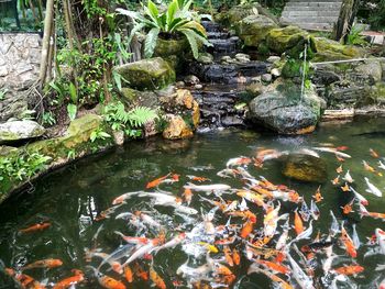 High angle view of koi carps swimming in pond