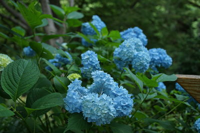 Close-up of purple hydrangea flowers in park