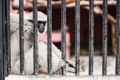 Monkey in metal cage at zoo