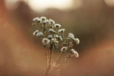 Close-up of wilted flowering plant