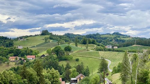 Wineyards hills styria