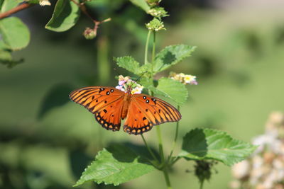 Close-up of butterfly pollinating flower