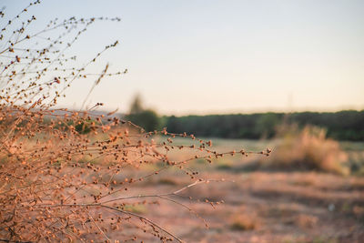 Close-up of plants growing on field against sky
