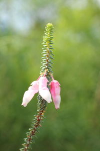 Close-up of pink flower buds