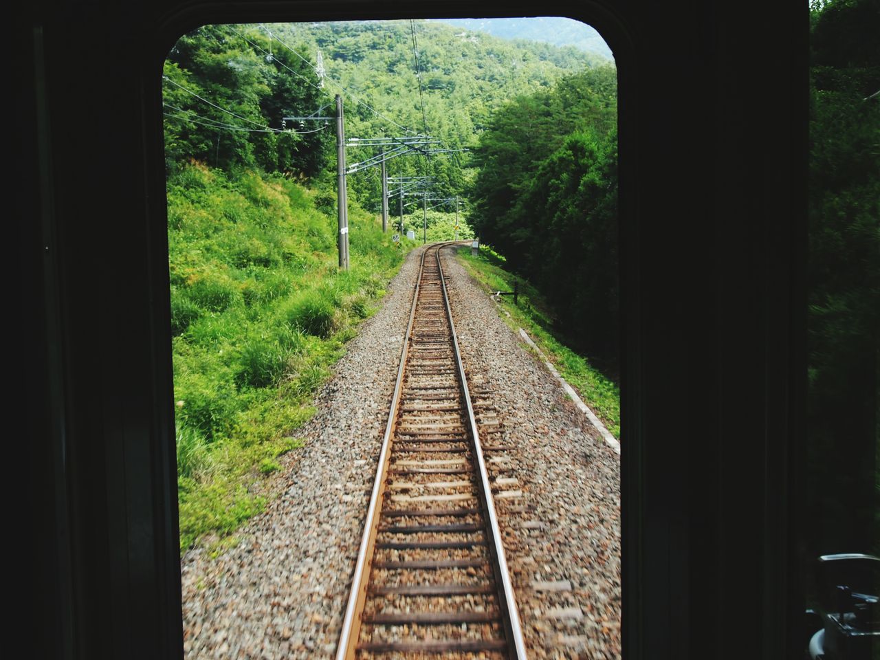 transportation, tree, railroad track, the way forward, diminishing perspective, rail transportation, vanishing point, public transportation, growth, indoors, mode of transport, day, travel, green color, no people, sunlight, nature, forest, railway track, plant