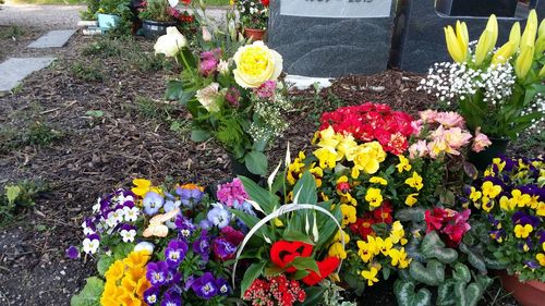 Colorful flowers blooming in park