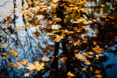 Close-up of yellow flowers on tree during autumn