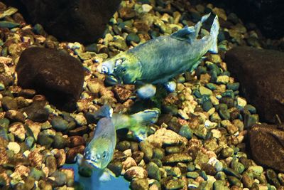 View of fish swimming in sea