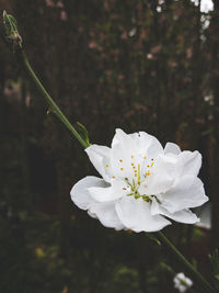 Close-up of white flowering plant