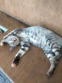 High angle view of cat sleeping