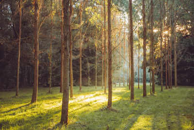 Trees in forest