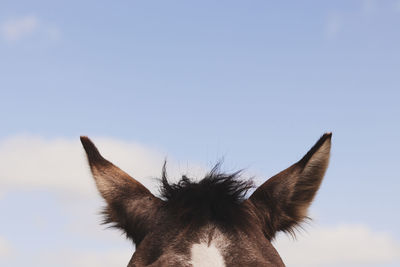 Close-up of a horse against the sky. horse eairs