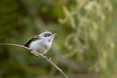 Close-up of bird perching on branch