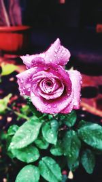 Close-up of pink rose