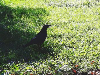 Bird perching on a field