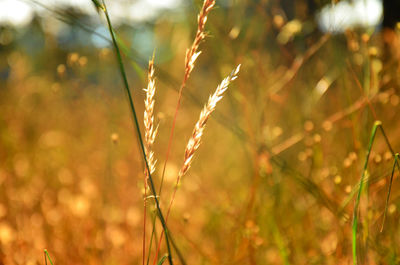 Close-up of plants growing in field