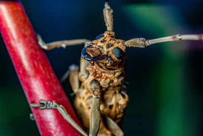 macro photography