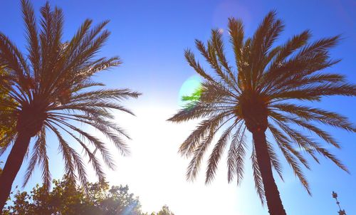 Low angle view of palm trees against clear blue sky